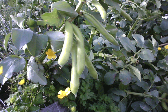 Broad Beans growing