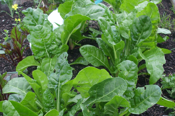 Leafy greens ready to pick